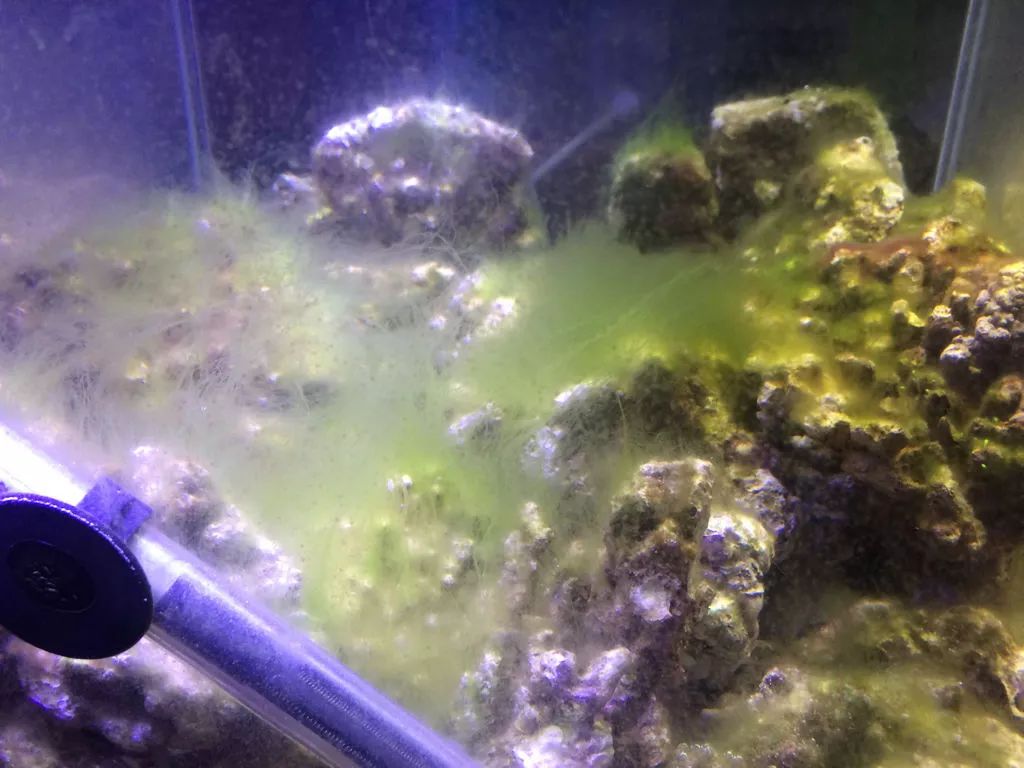 新入池的鱼如何防应激反应,新鱼入缸好好的第二天就死了