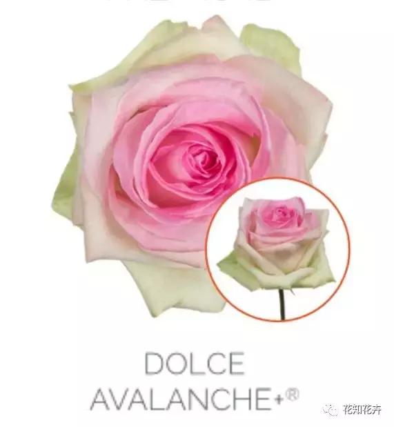 中国玫瑰大家族——雪山玫瑰详解（二）