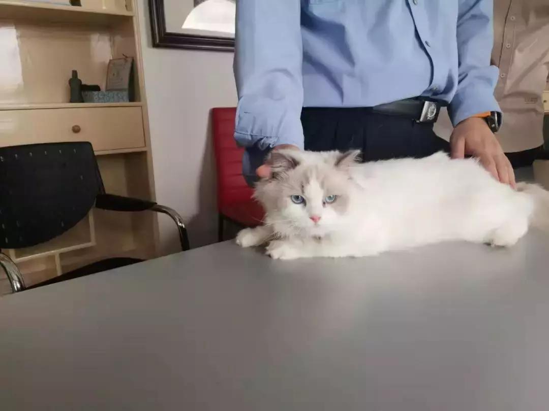 “拐走”大哥价值3万元“布偶猫”，友谊的小船说翻就翻！