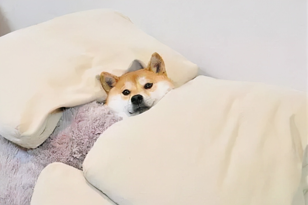 请个外国“师傅”来暖床——Enelca石墨烯电热毯使用分享