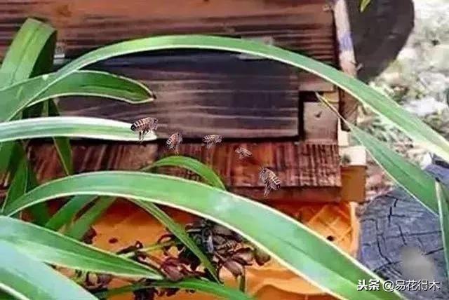 蜜蜂兰和兰花有什么不一样,极品兰花蜜蜂兰