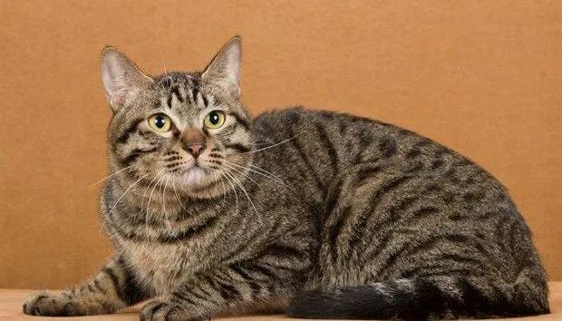 中华田园猫有哪些品种,中华田园猫白色异色瞳