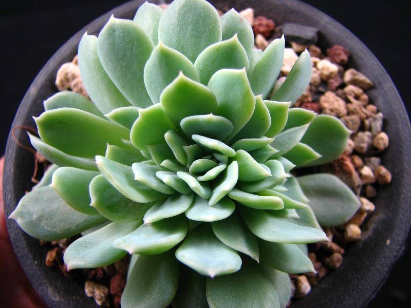 1000种多肉植物图鉴大全大图,景天科1000种多肉植物图鉴