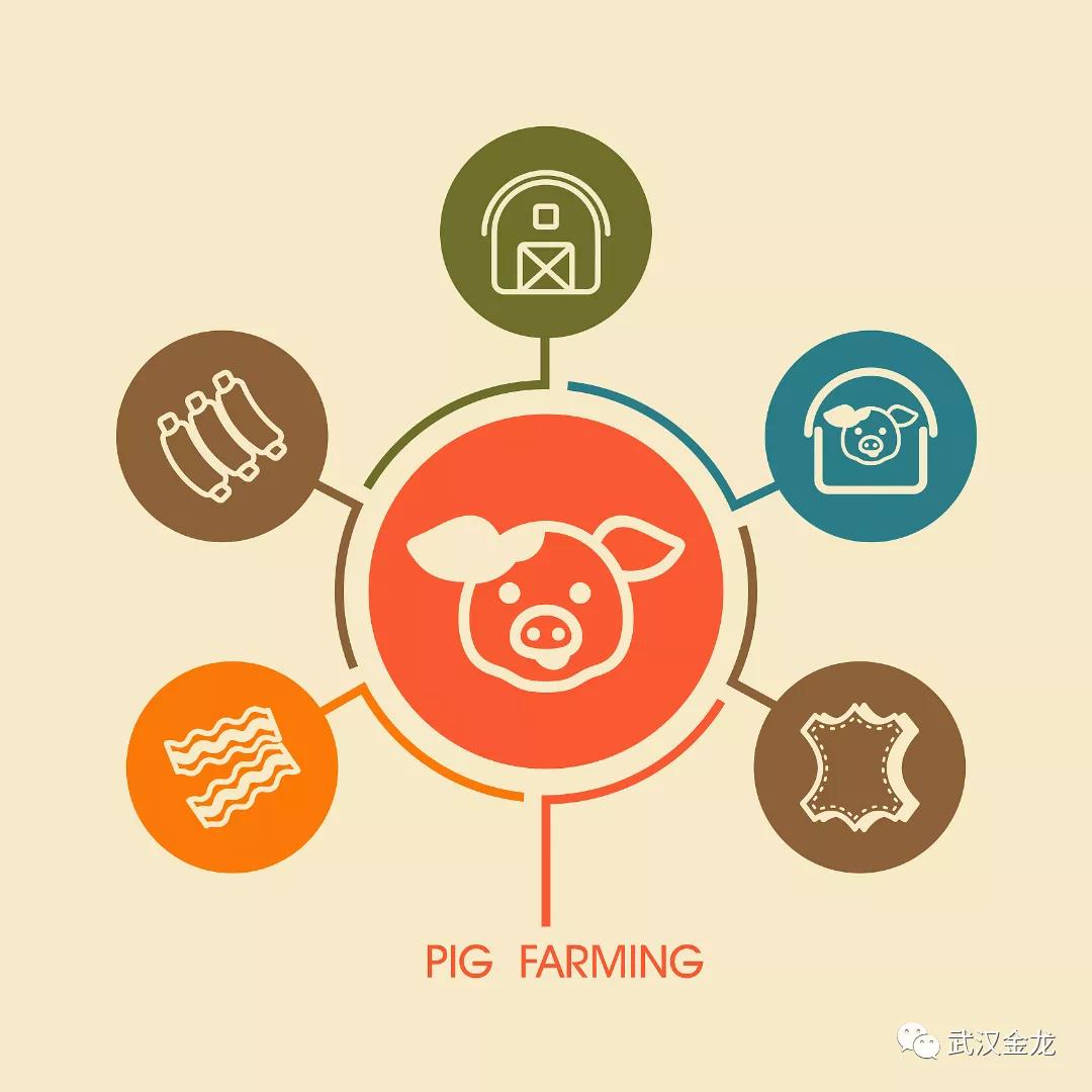 武汉金龙王军：盲目扩张、急功近利…非洲猪瘟对行业的影响与变革正在显现|猪业视点