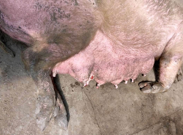 牛口蹄疫和水疱病怎么区别,猪做了猪瘟疫苗一般需要注意什么