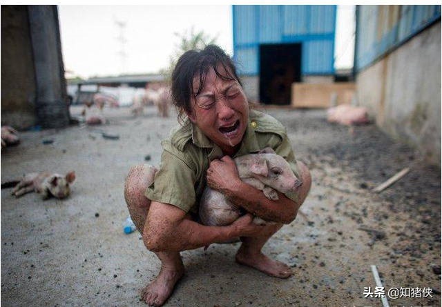 给猪治病时的3大用药禁忌，很多养猪人错在其中