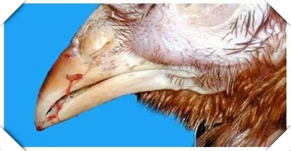 鸡一侧眼睛肿是怎么回事,鸡的眼睛瞎是什么引起的