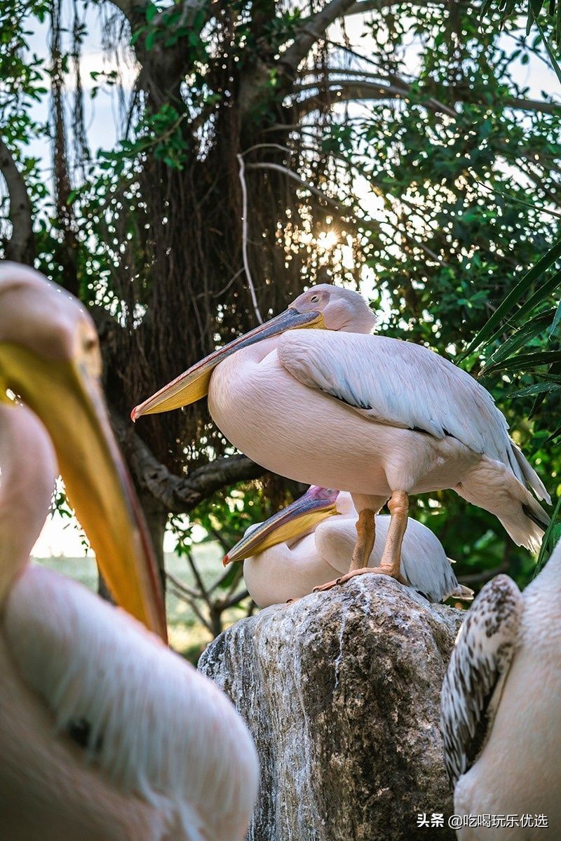 厦门灵玲动物王国大熊猫,厦门马戏团灵玲动物王国观光游览
