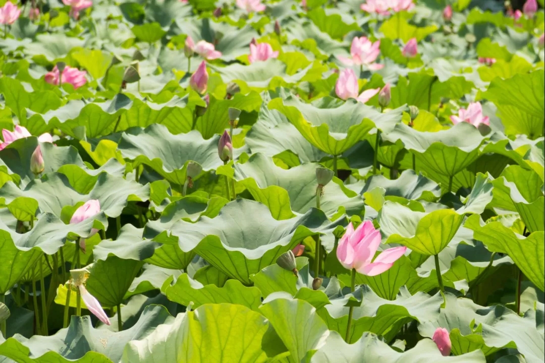 碗莲烂叶子的问题,碗莲出现黄叶和枯萎怎么办