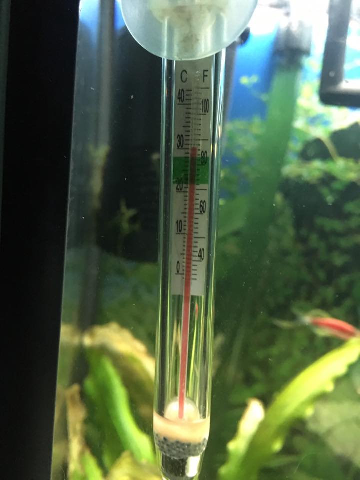 草缸加热棒温度应该调到多少,草缸温度高草长得快