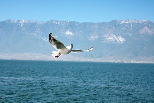 最强大脑智力挑战人类智商天花板,最强大脑神奇算法