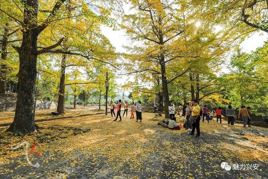 桂林兴安漠川银杏最佳观赏时间,桂林兴安漠川银杏网红打卡地