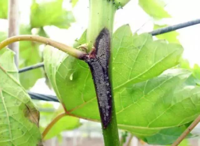 葡萄膨果期发生灰霉病,葡萄灰霉病对照图