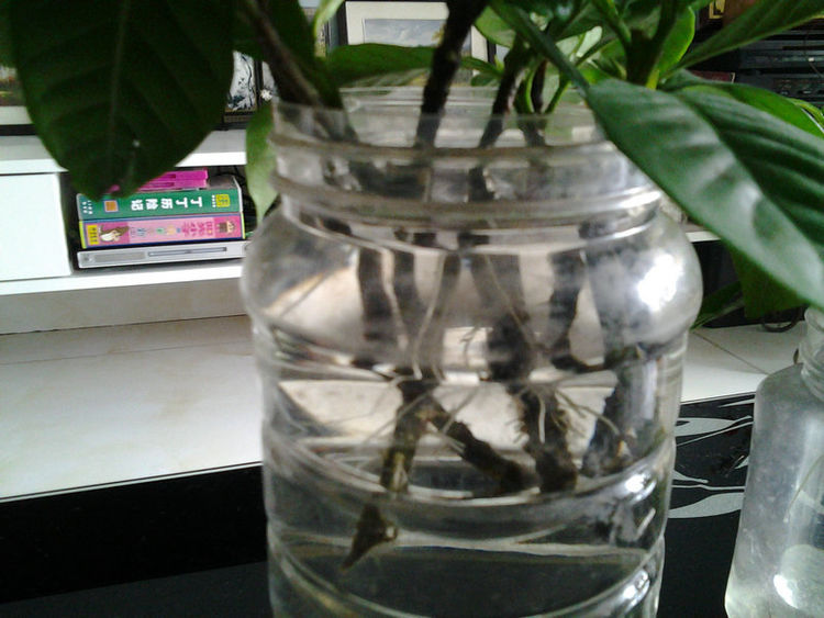 水培栀子花正确方法,栀子花水培生根