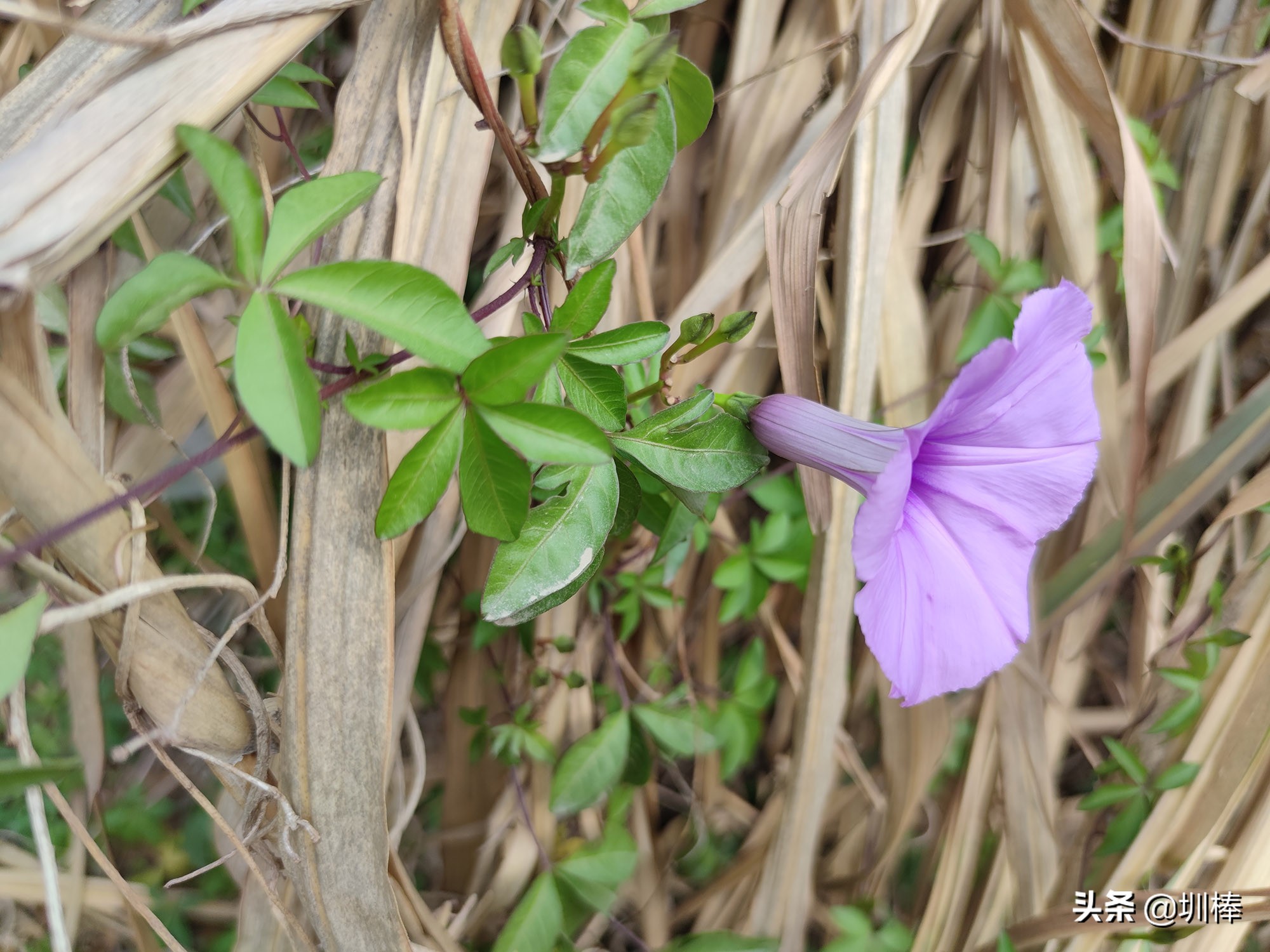 爬深圳梧桐山原视频,深圳鼓嶂岭