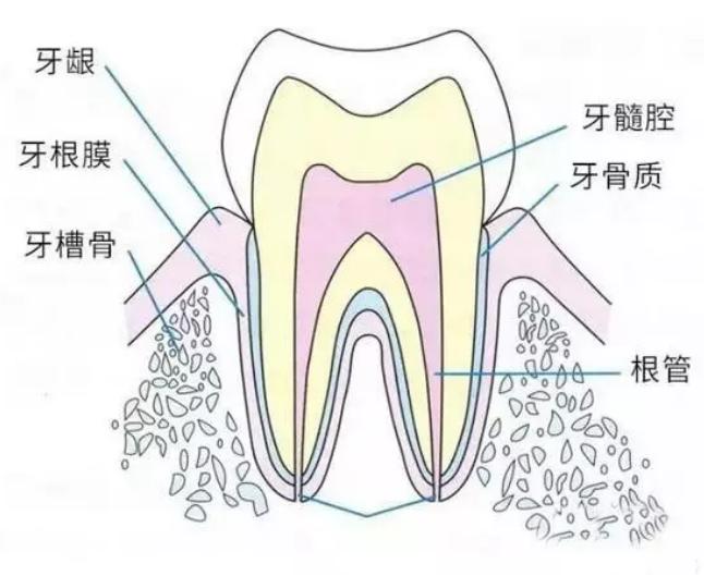 28颗牙齿的构造图,反刍动物牙齿构造