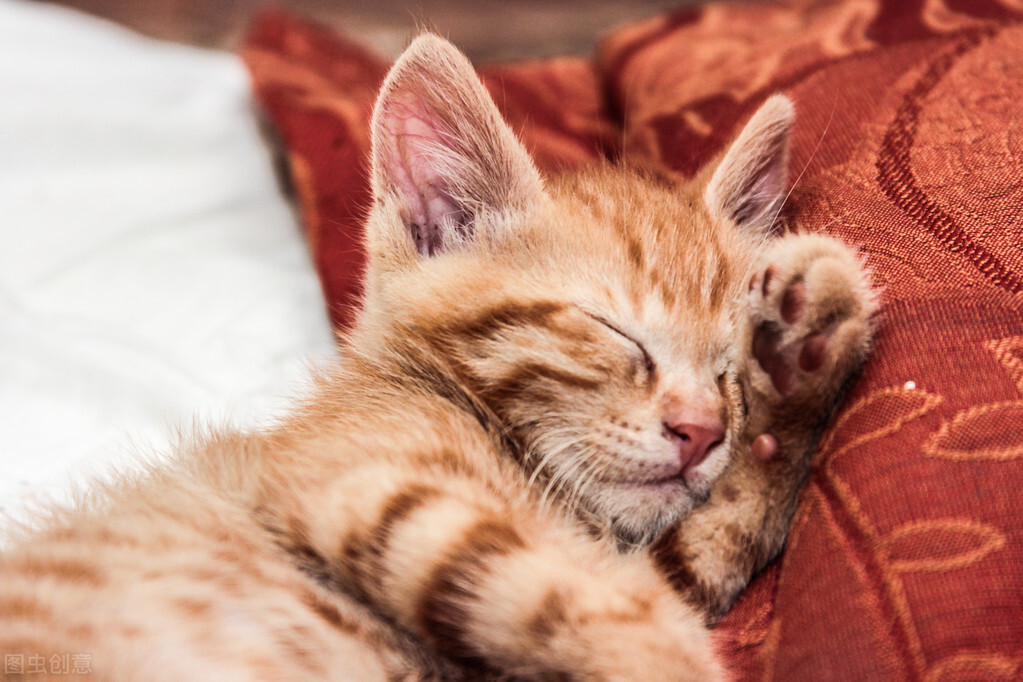 猫咪绝育术后结疤能否去掉头罩,猫咪绝育术后打消炎针多少钱