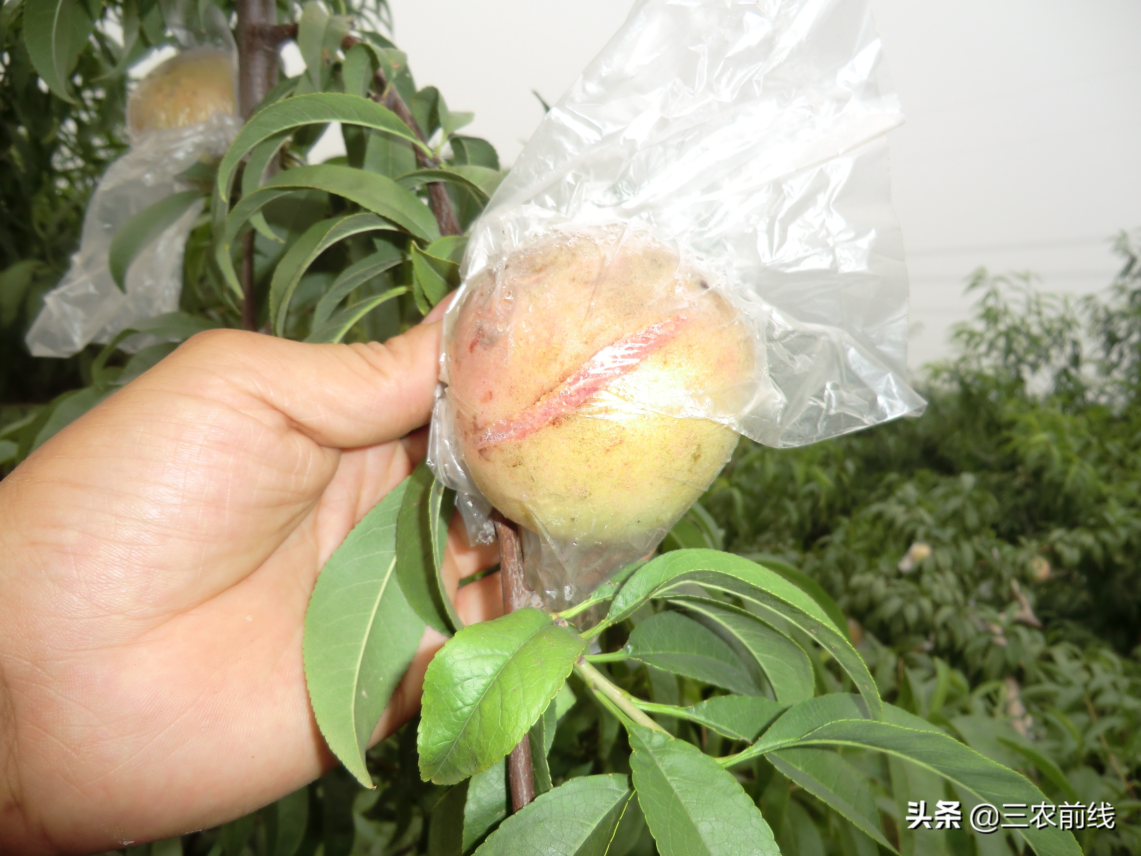 10月套袋桃子出现裂果是什么原因,桃子总是落果怎么回事