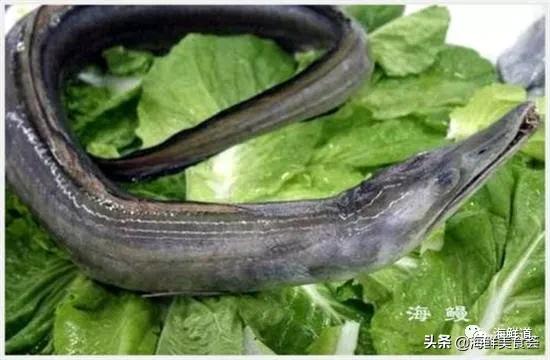 好吃不贵的海鲜种类有哪些,最好吃又最常见海鲜有几种