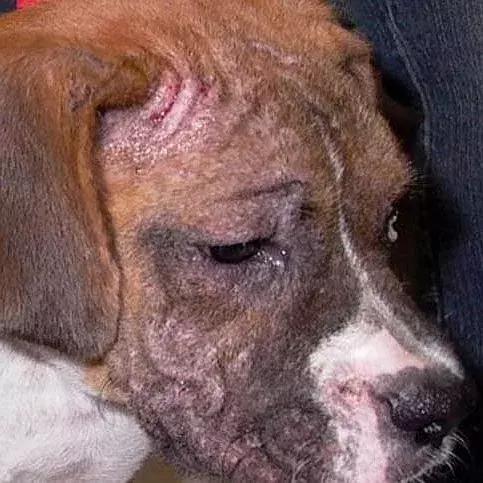 狗狗身上起红疹子是怎么回事,狗狗身上起红疹又脱毛