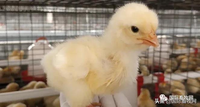 中国养殖5亿只鸡,中国蛋鸡百万以上的养殖基地