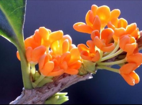 网购桂花盆栽,网购的花养多久才能活