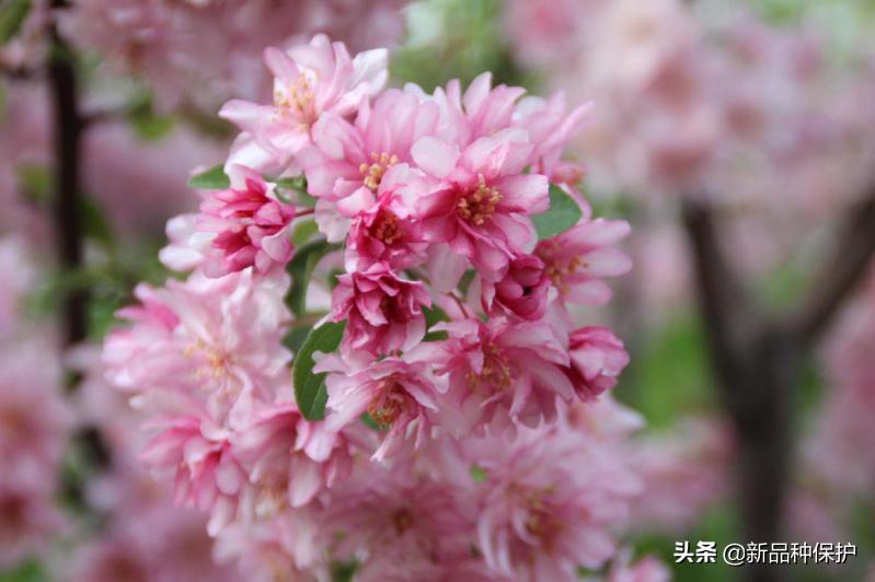 优良品种有哪些,最好的品种是哪一种