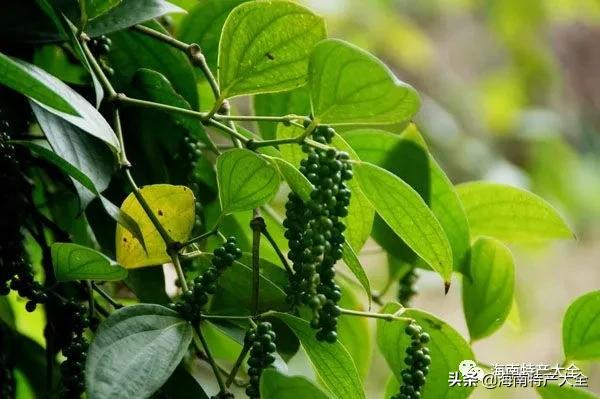 海南胡椒现在收多少钱一斤,海南胡椒收购价为什么低