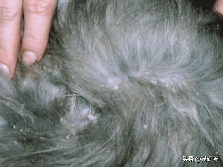 猫癣最全的药物治疗方法,如何快速的治愈猫癣