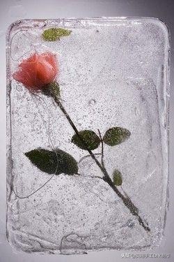 鲜花摄影作品欣赏,高清鲜花美图