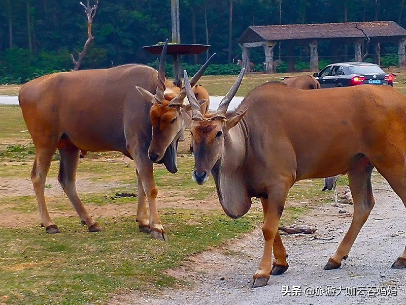 带孩子长隆哪几个乐园值得玩,长隆各种乐园哪种比较好玩