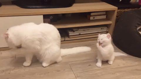 猫咪舔毛是为了清洁么,猫咪舔毛时有哪些不能做的