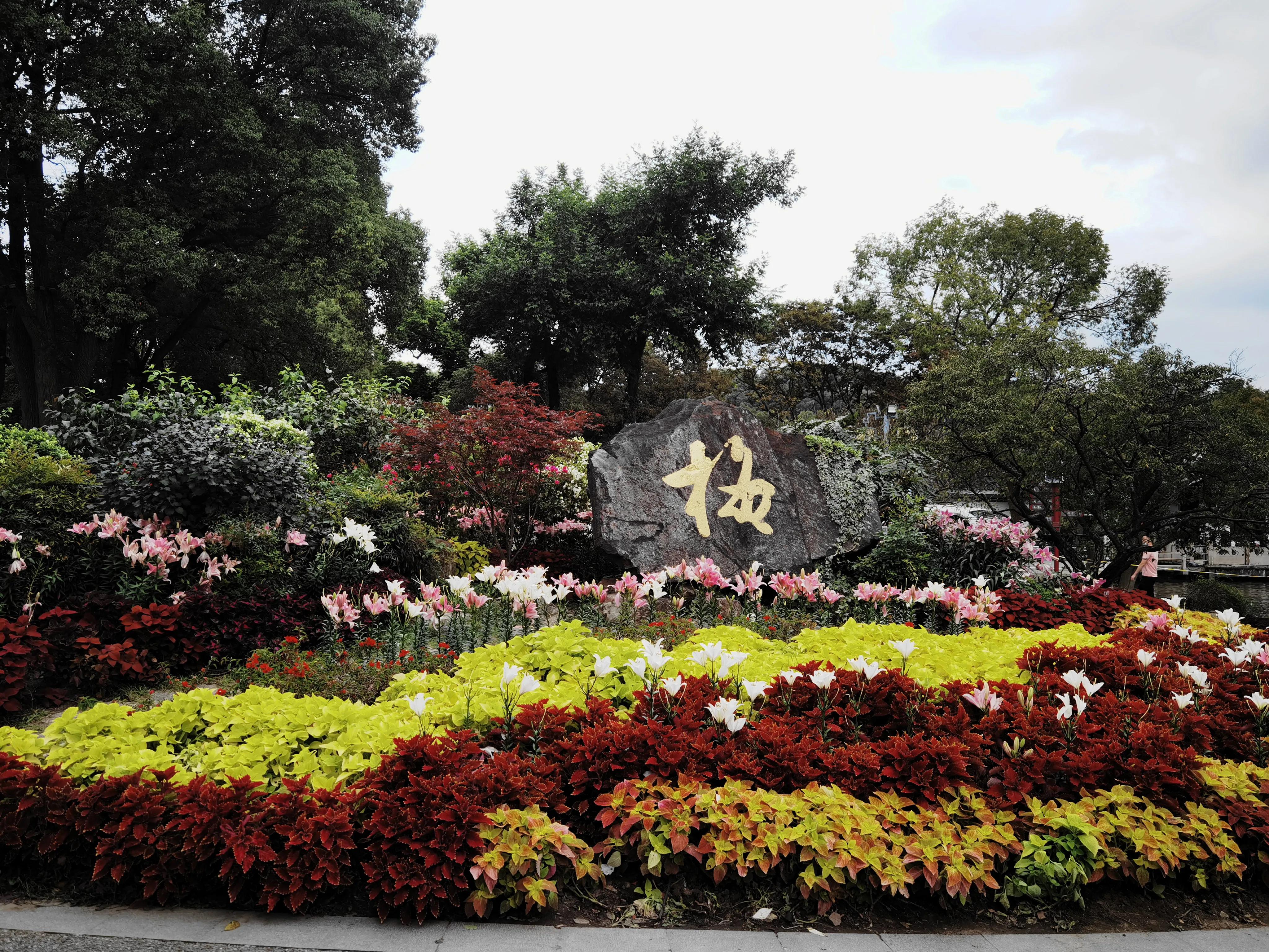 无锡梅园百合花节,无锡梅园的百合花开了