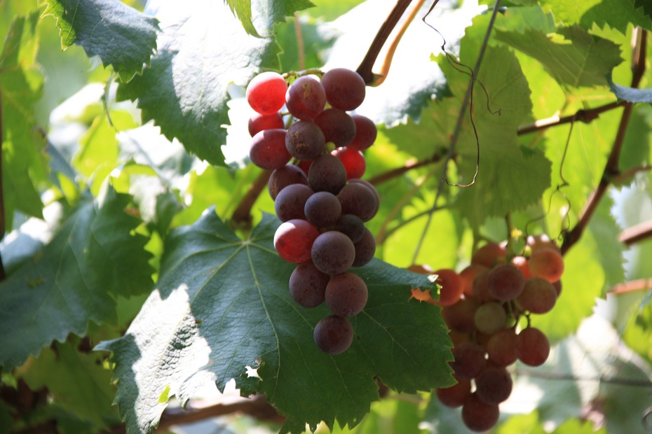 米亚罗-大美理礼县