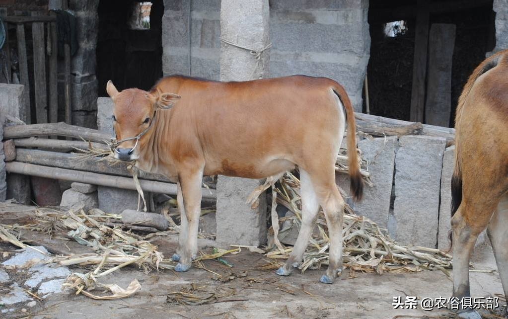 多省爆发牛皮肤病,三伏天不建议买牛,这些建议值得养牛人借鉴