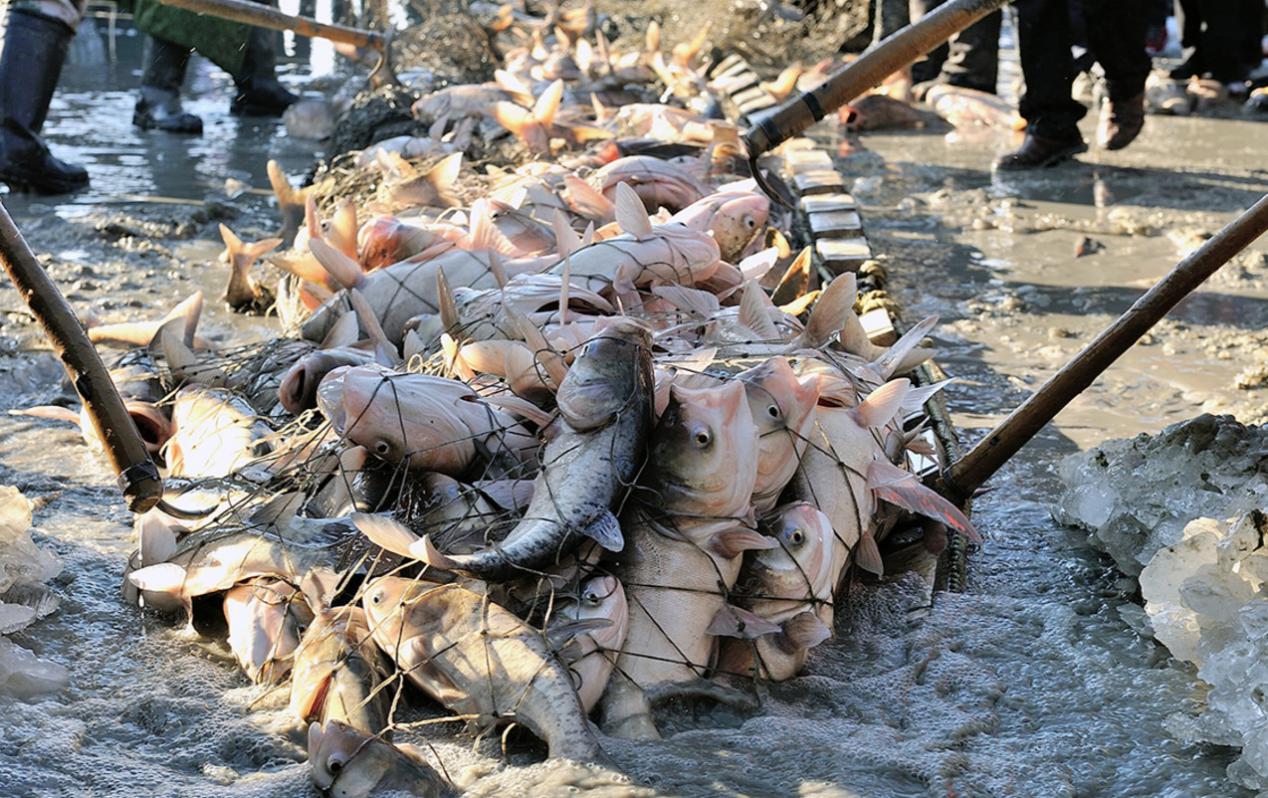 东北全鱼宴 (东北最正宗的全鱼宴)
