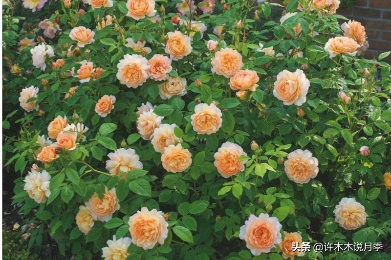 月季为什么不开花和品种有关系吗,买回来的月季不长花骨朵怎么办