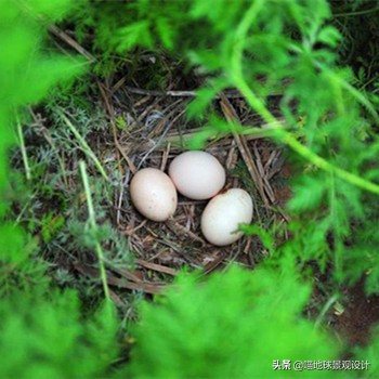 美丽乡村的盈利项目,美丽乡村项目的成功案例