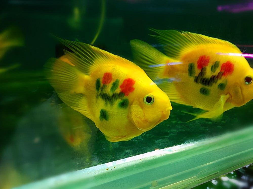 鹦鹉鱼最佳观赏鱼,观赏鱼鹦鹉鱼如何饲养教程