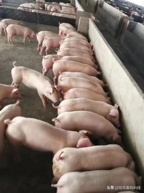 非洲猪瘟采用中草药的配方和运用方法推荐