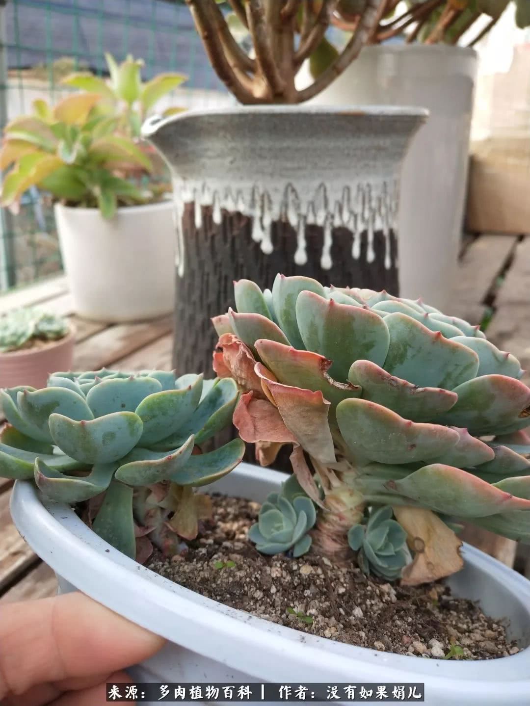 明人不说暗话，我为多肉而来！