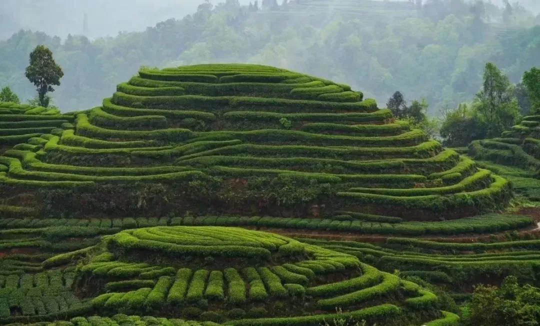 如何诗意的度过初冬？我在雅安这些私藏美宿里找到了答案