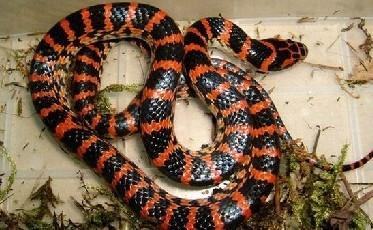 毒蛇有多漂亮,毒蛇有什么问题呢