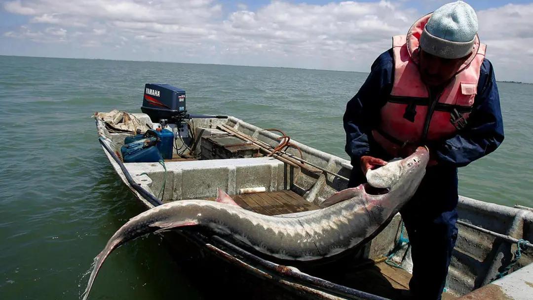 除了贵没有别的毛病,鱼子酱在哪里一点也不奢侈