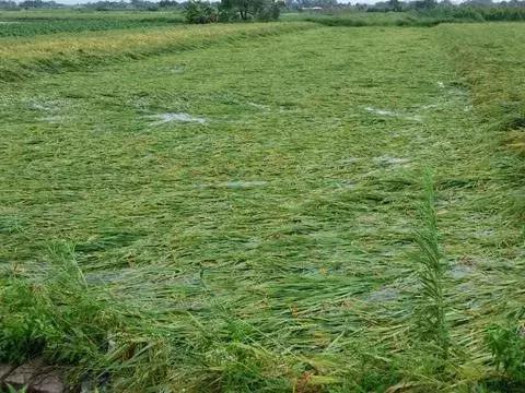 水稻倒伏用什么补救,水稻倒伏了怎么办