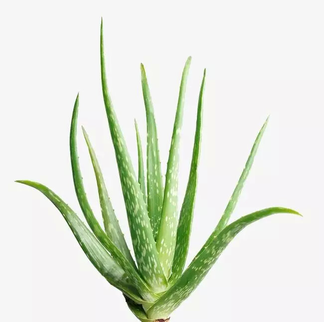 2021央视十大除甲醛植物排行榜,客厅适合摆放的十大植物除甲醛