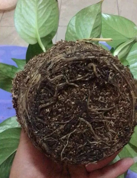 种花一年四季都能生根,冬天种花枝条多久生根