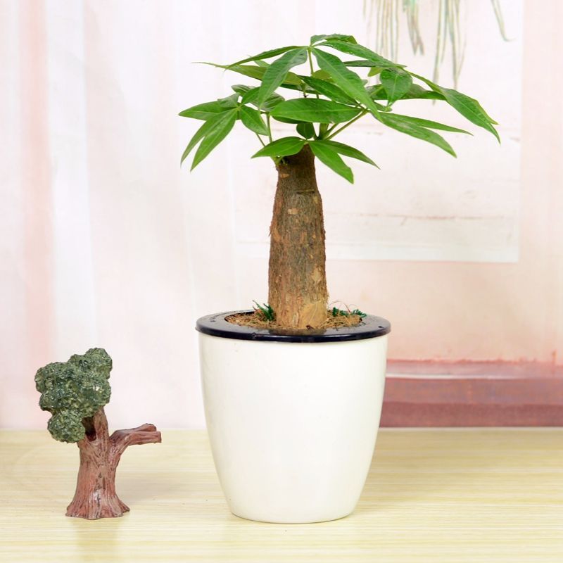 发财树叶片发黄是什么原因,发财树叶子发黄的原因和处理方法