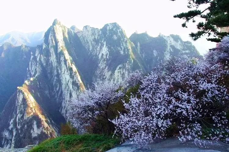 华山景区预约攻略图文解说,华山旅游攻略春季景点免费预约