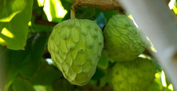 世上最奇特的水果你吃过几种呢,世界上最奇怪的水果是什么水果